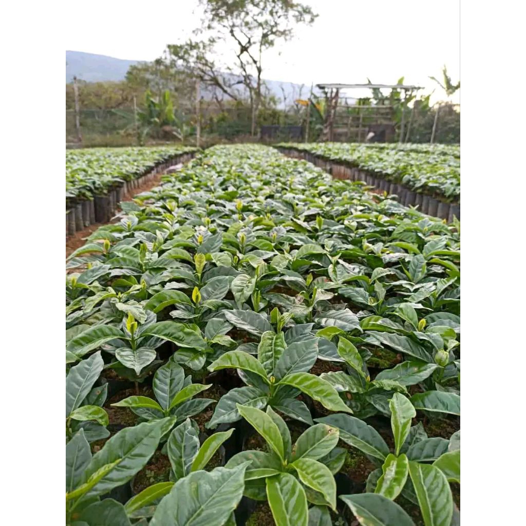 Bibit Kopi Arabica Ateng Super Siap Tanam