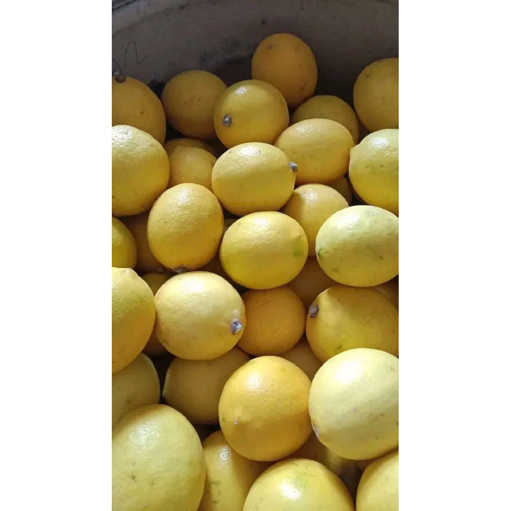 

Jeruk Lemon California Segar Fresh Superr 1 kg. Premium Tinggi Vitamin C