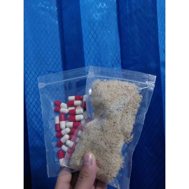 

daging/buah mahkota dewa kering dalam bentuk kapsul siap minum