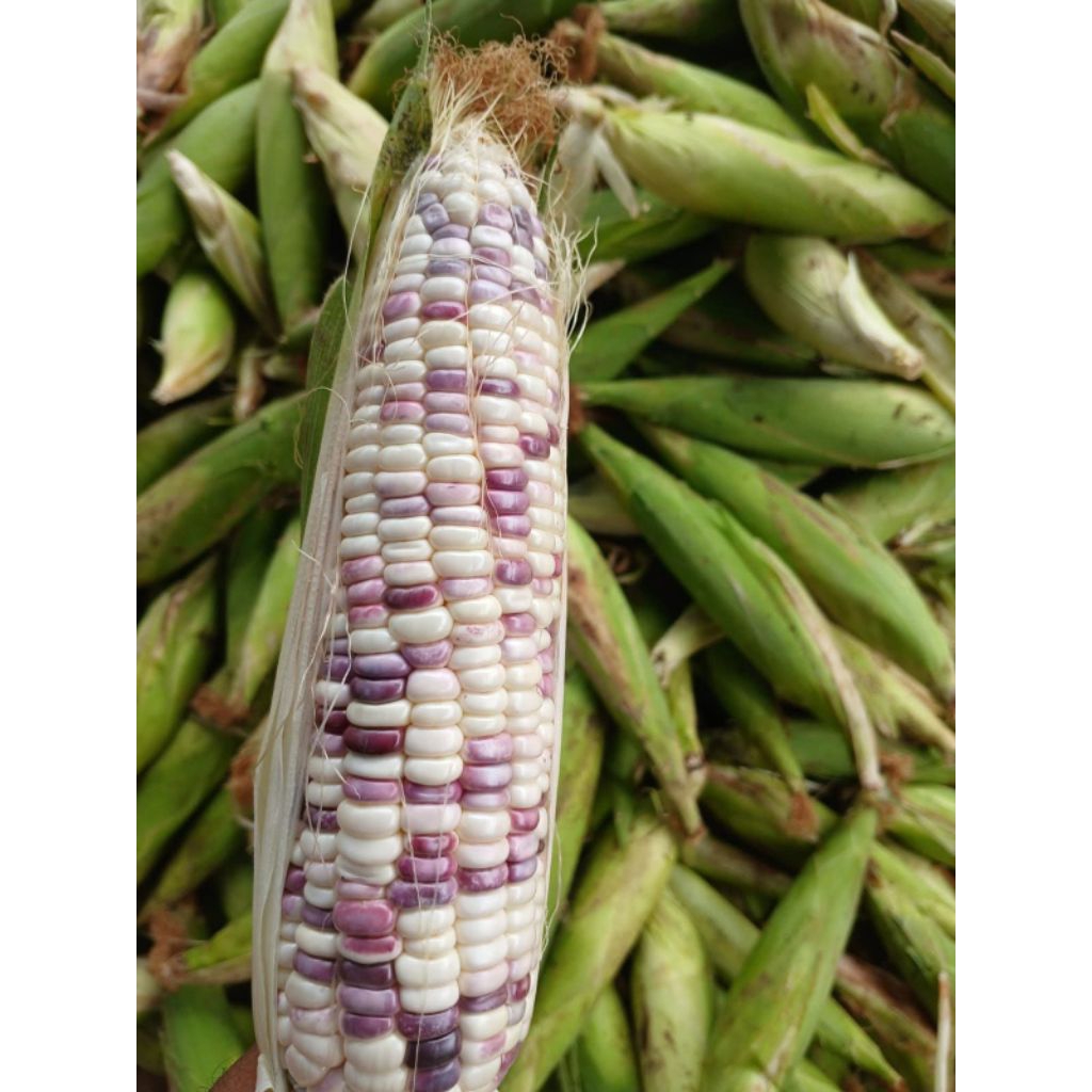 

Jagung Ketan Batik 1KG- Enak Pulen Dan Manis