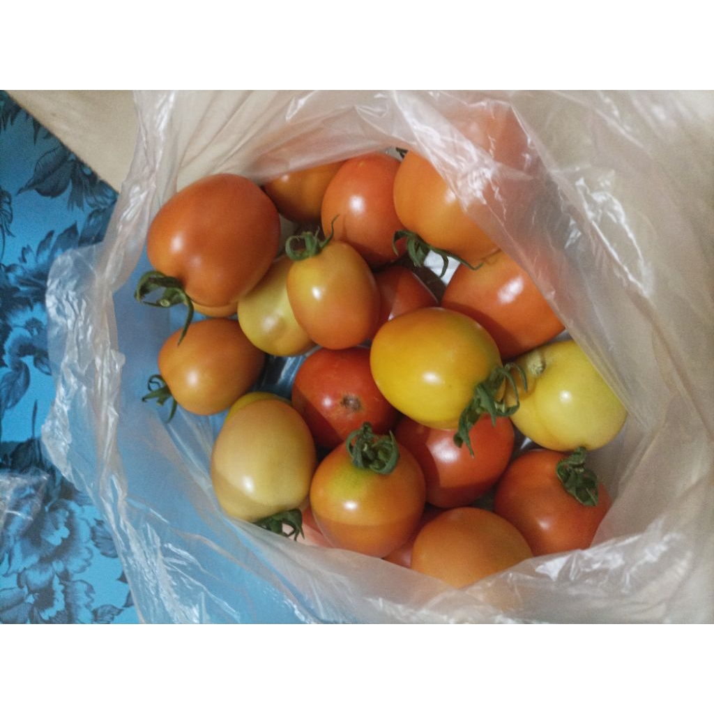 

Tomat Buah Lokal 1kg