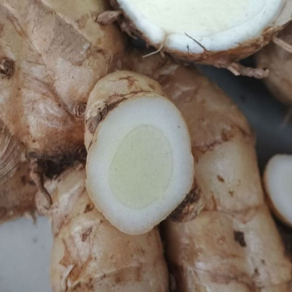 

jual murah temu putih/kunyit putih segar 1 kg