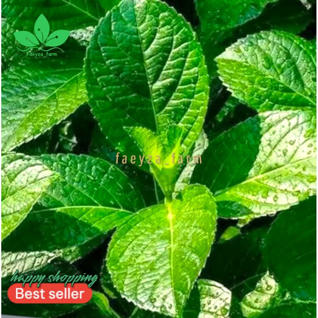 

Obat herbal kijibeling /mengatasi batu ginjal diare