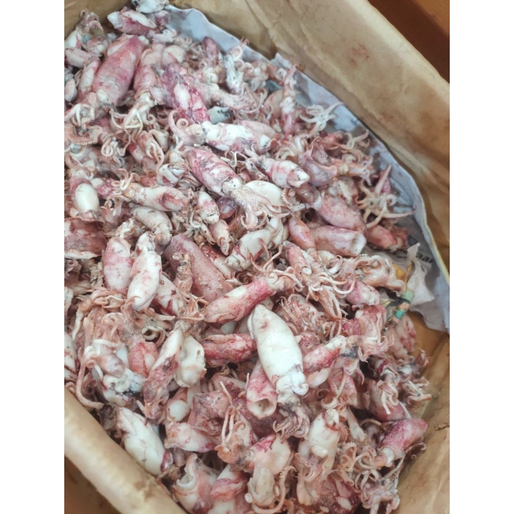 

cumi sotong ukuran sedang