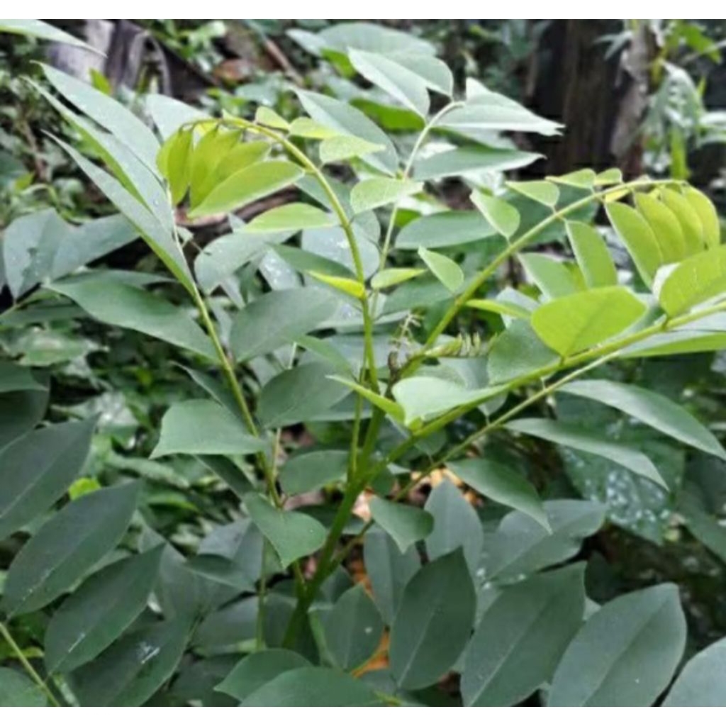 

Daun gamal/Daun kalikiria 100 gram segar