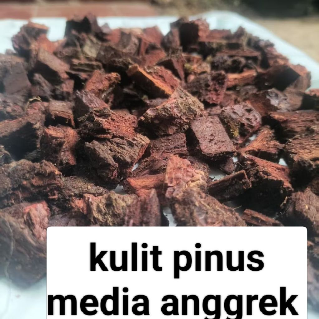 KULIT PINUS.media anggrek