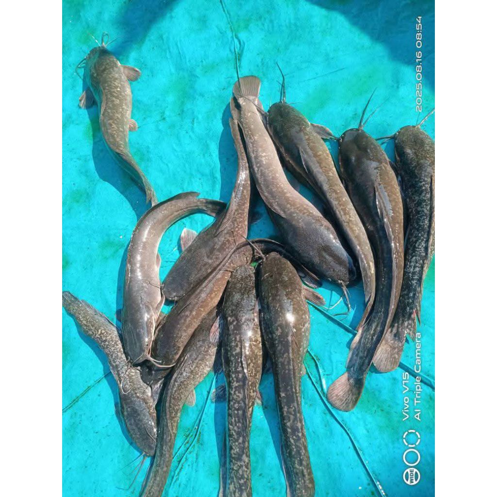 indukan lele siap pijah