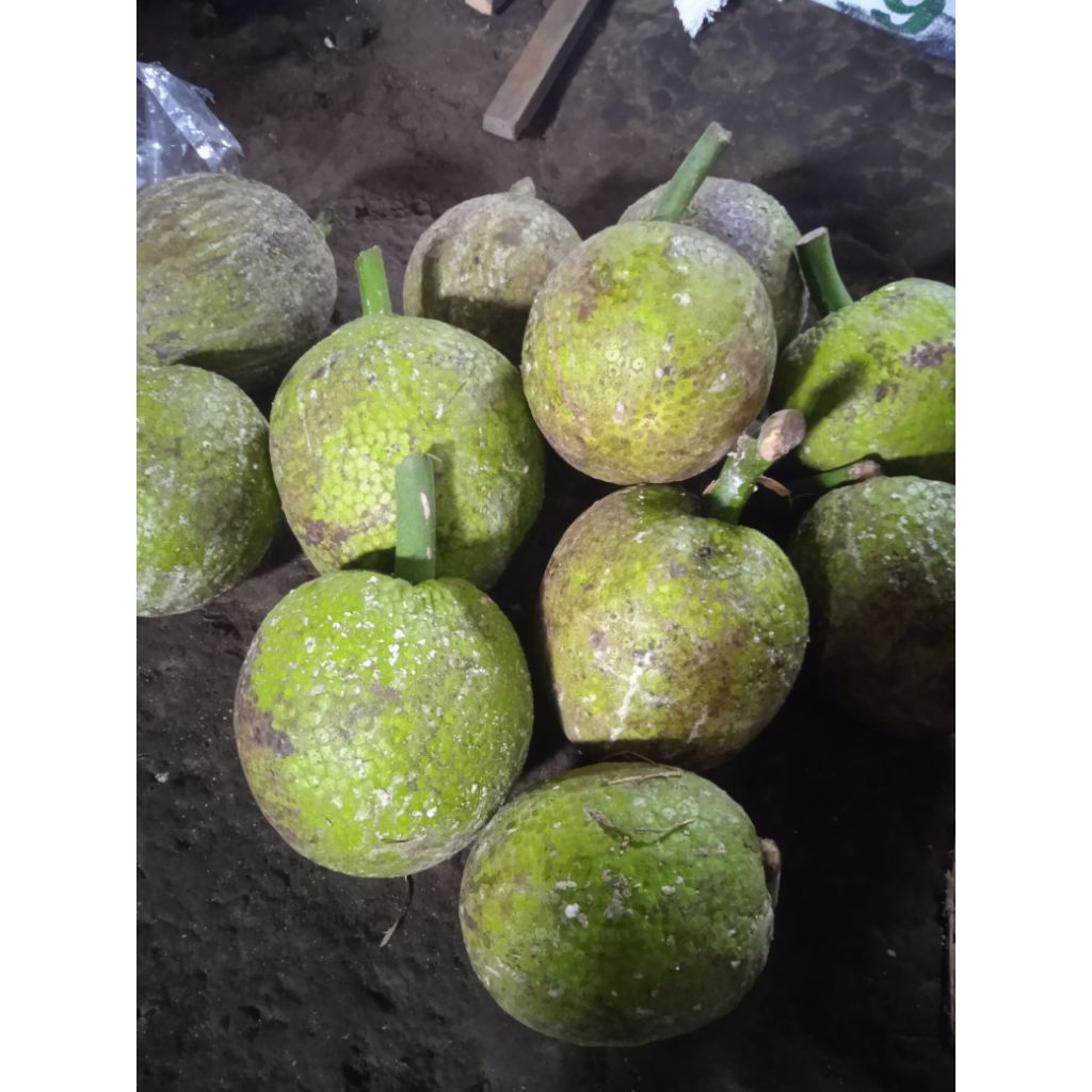 

buah Sukun mentah tua pohon