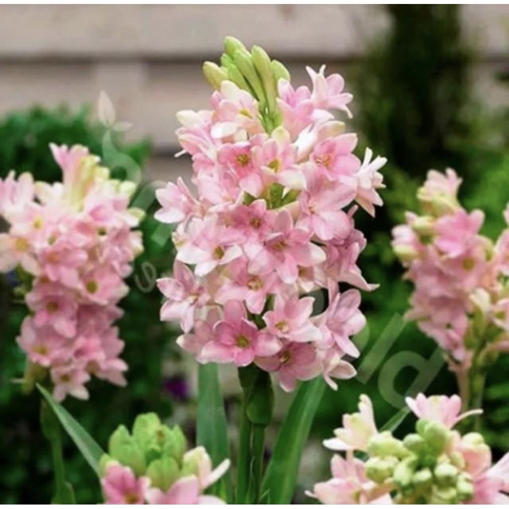 Pohon Sedap Malam Bunga Pink Tanaman Hias Pohon Bunga Sedap Malam Pink