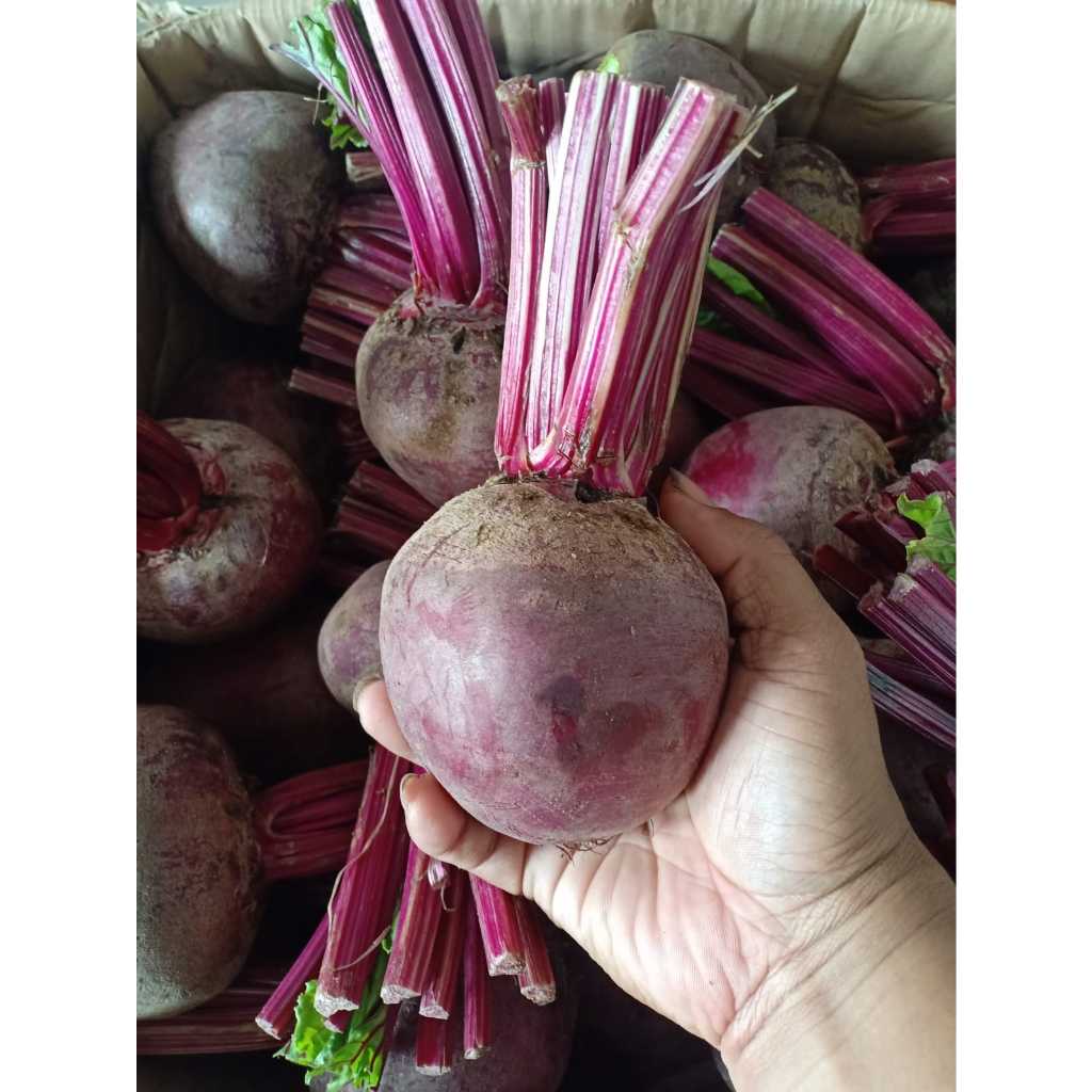 

[Kirim Hari Ini] Buah Bit / Beetroot Fresh Panen Baru Spek Supermarket (Paket 2 Kg Lebih Murah)