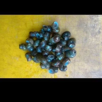 kerang tutut segar 1kg hidup