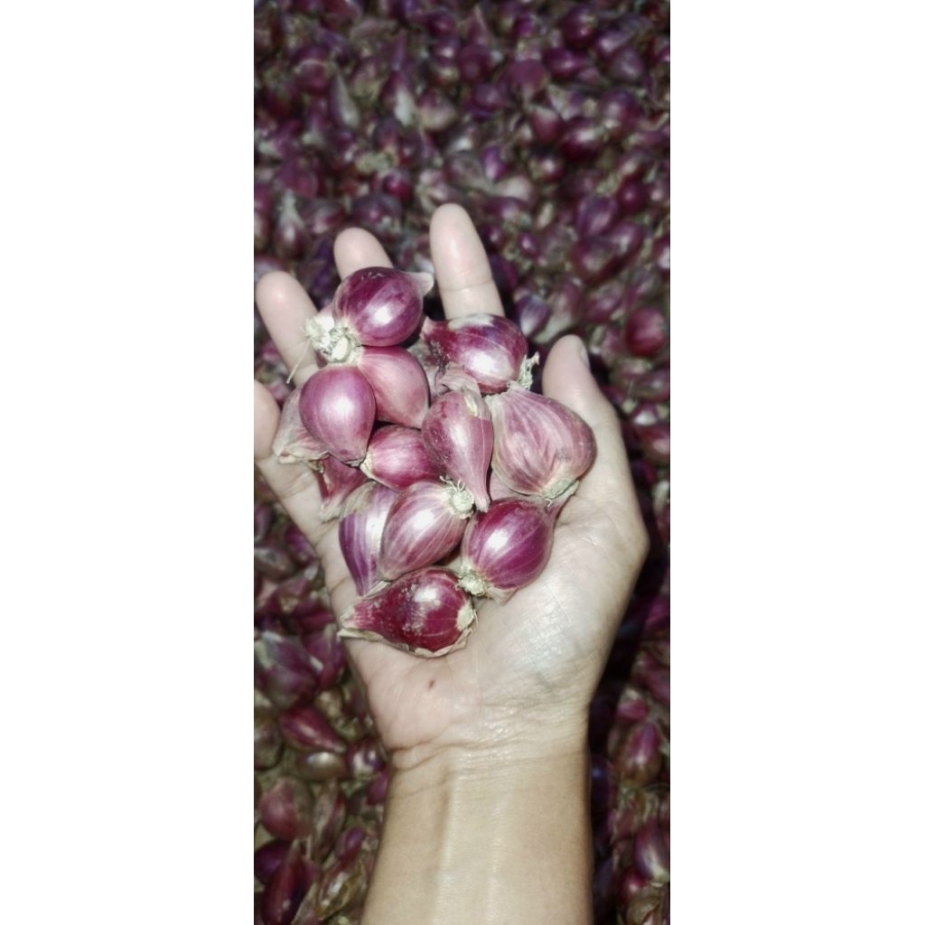 

BAWANG MERAH BREBES Asli KERING 250gr