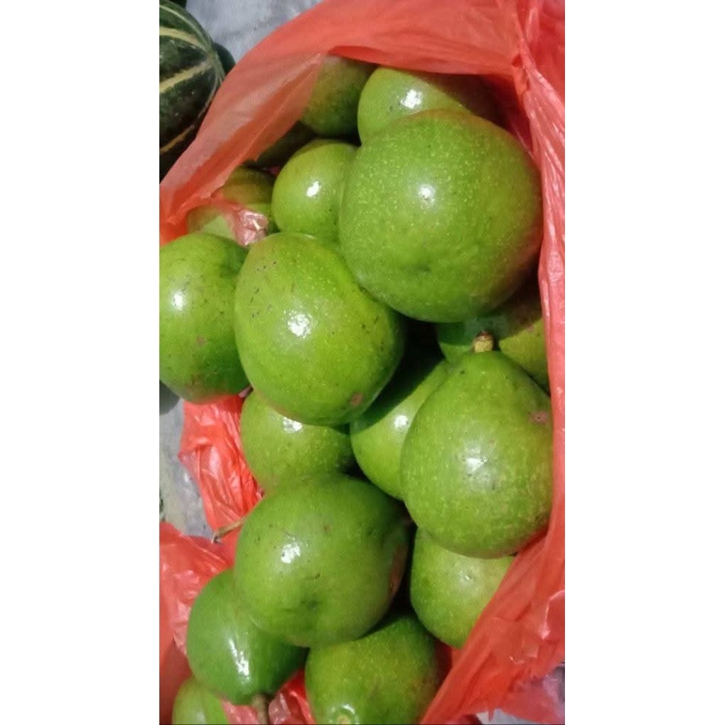 

ALPUKAT MENTEGA / 1Kg 5 - 7/dikirim mentah
