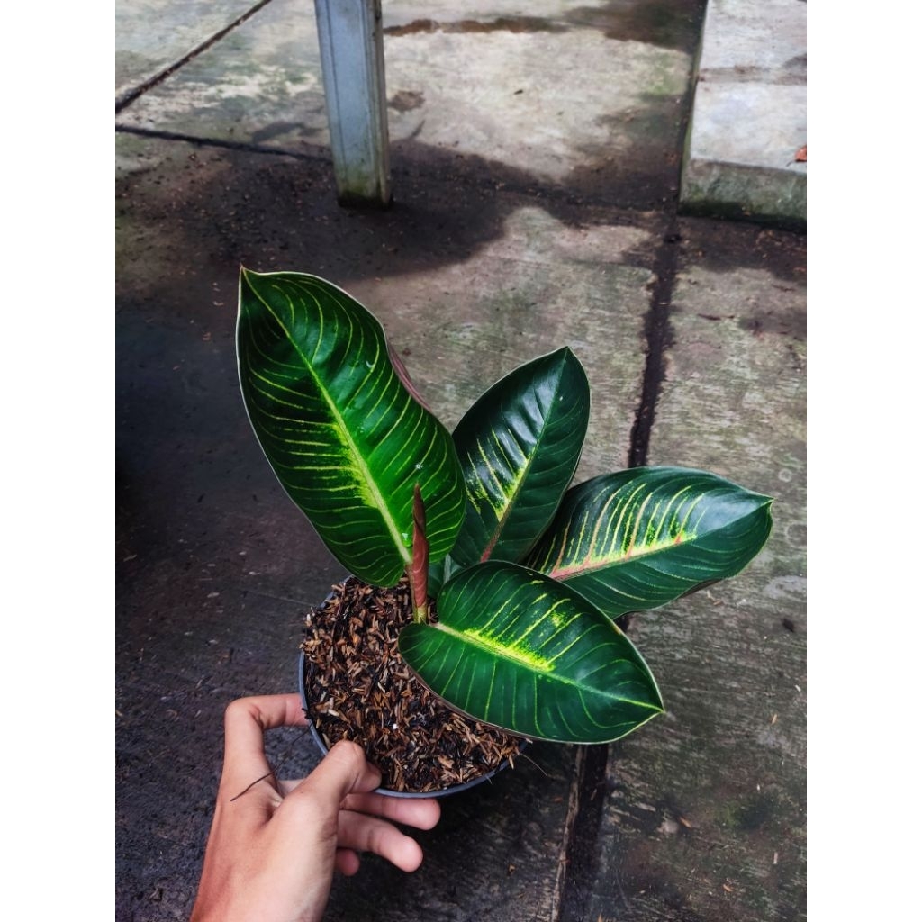 Aglonema goliat merah tanian lokal