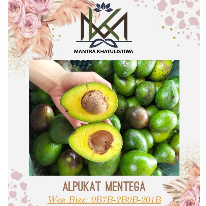 

ALPUKAT MENTEGA LAMPUNG TIMUR