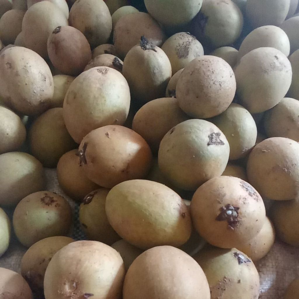 

buah sawo madu tua dan mentah 1kg