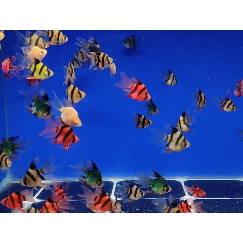 

contoh gambar Tiger Barb short body slayer mix