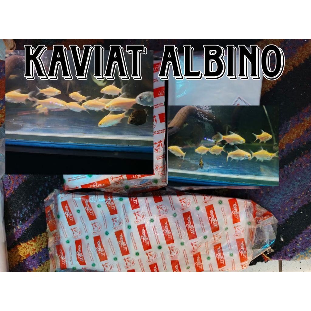

plastik kaviat albino