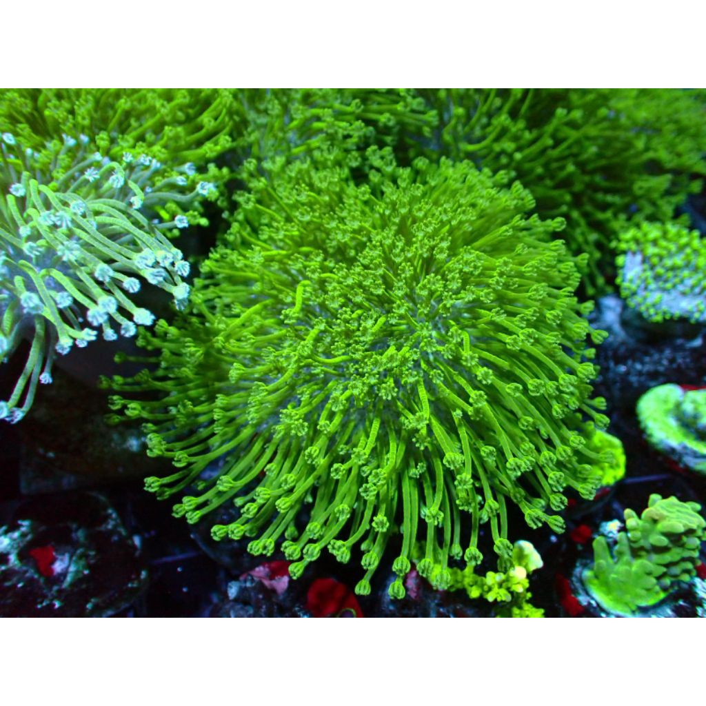 Coral Aquarium Laut Payungan Hijau