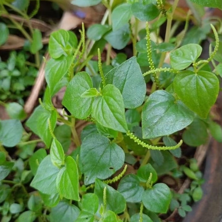 

obat herbal daun sirih cina/ketumpang air 250 gram