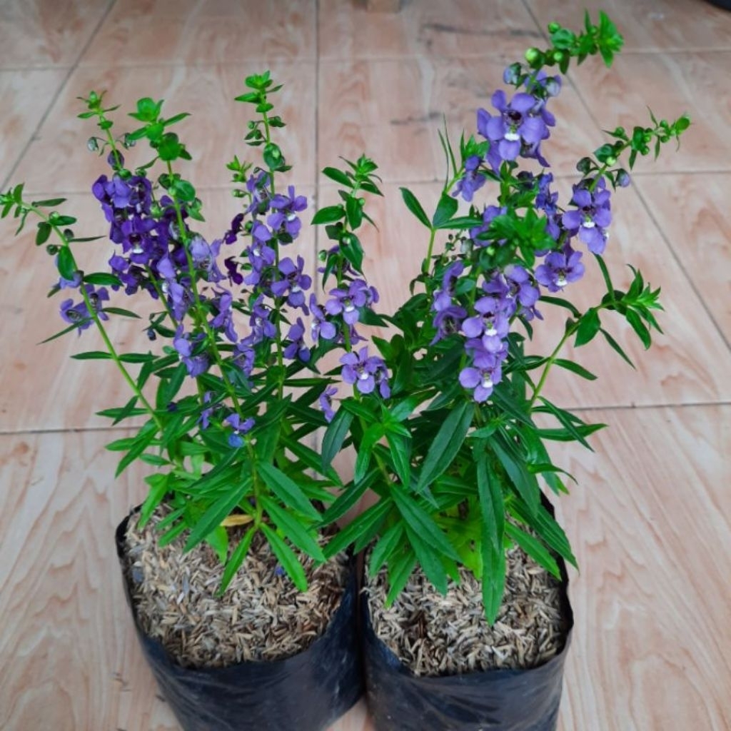 Tanaman hias lavender -tanaman bunga lavender