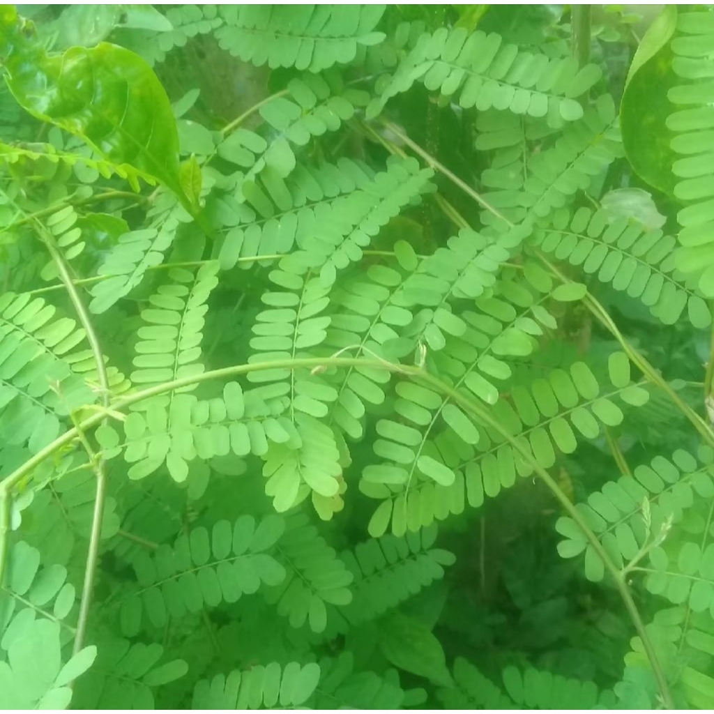 

DAUN SAGA SEGAR 100 LEMBAR