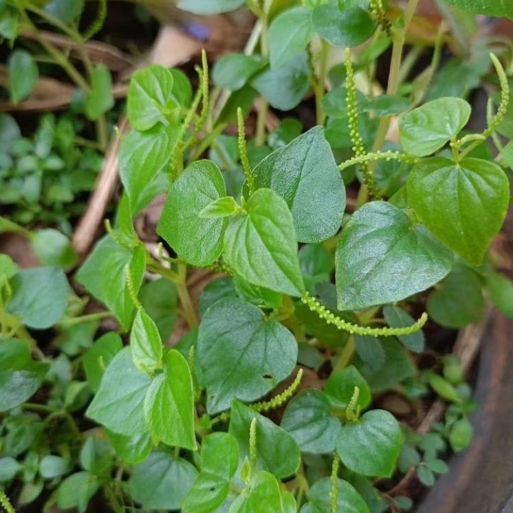 

obat herbal daun ketumpang air/sirih cina 500 gram