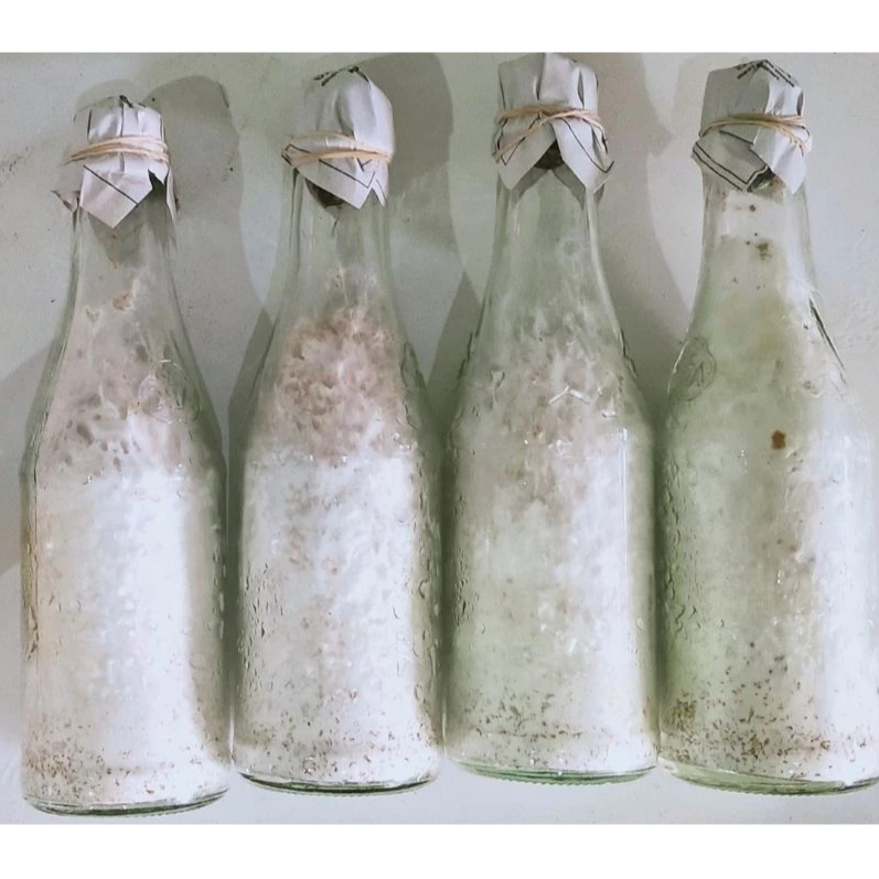 F2 Bibit Jamur Tiram Coklat