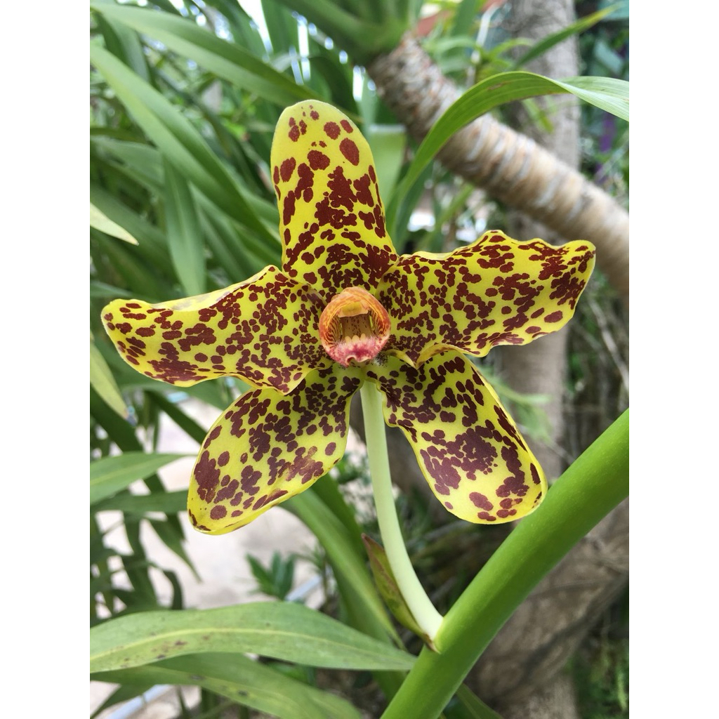 Anggrek grammatophyllum martae dewasa