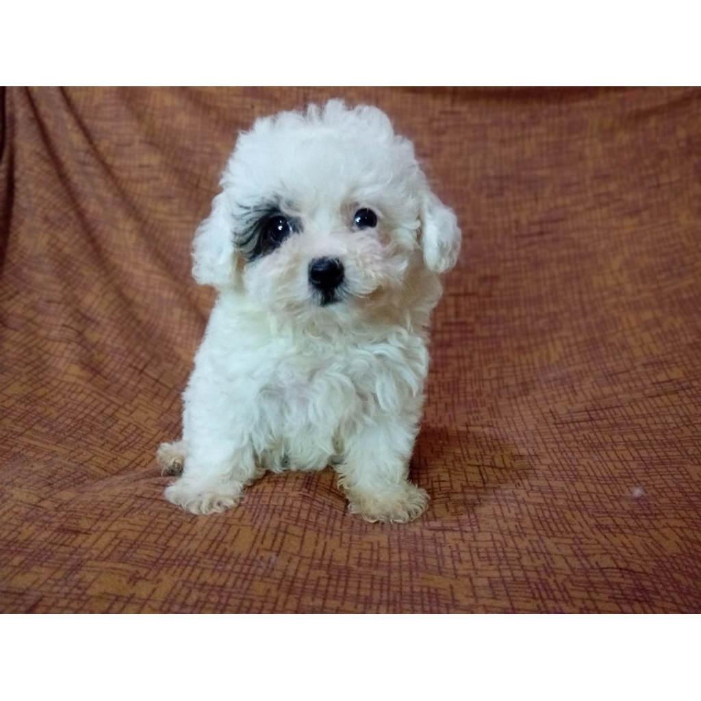 Poodle Party Betina Lucu