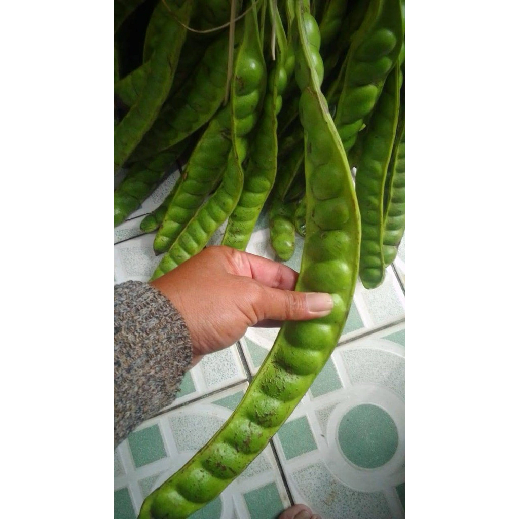 

PETE PETAI TUA SUPER PER 10 PAPAN LONJOR