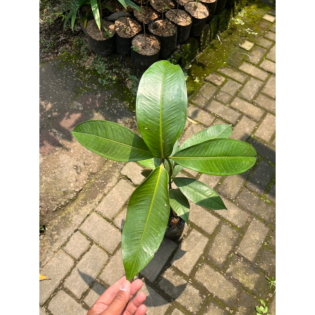 Manggis - Tanaman Buah Manggis - Bibit Tanaman Buah Manggis Cepat Berbuah