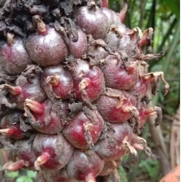 

1 kg buah honje laka/buah kecombrang merah