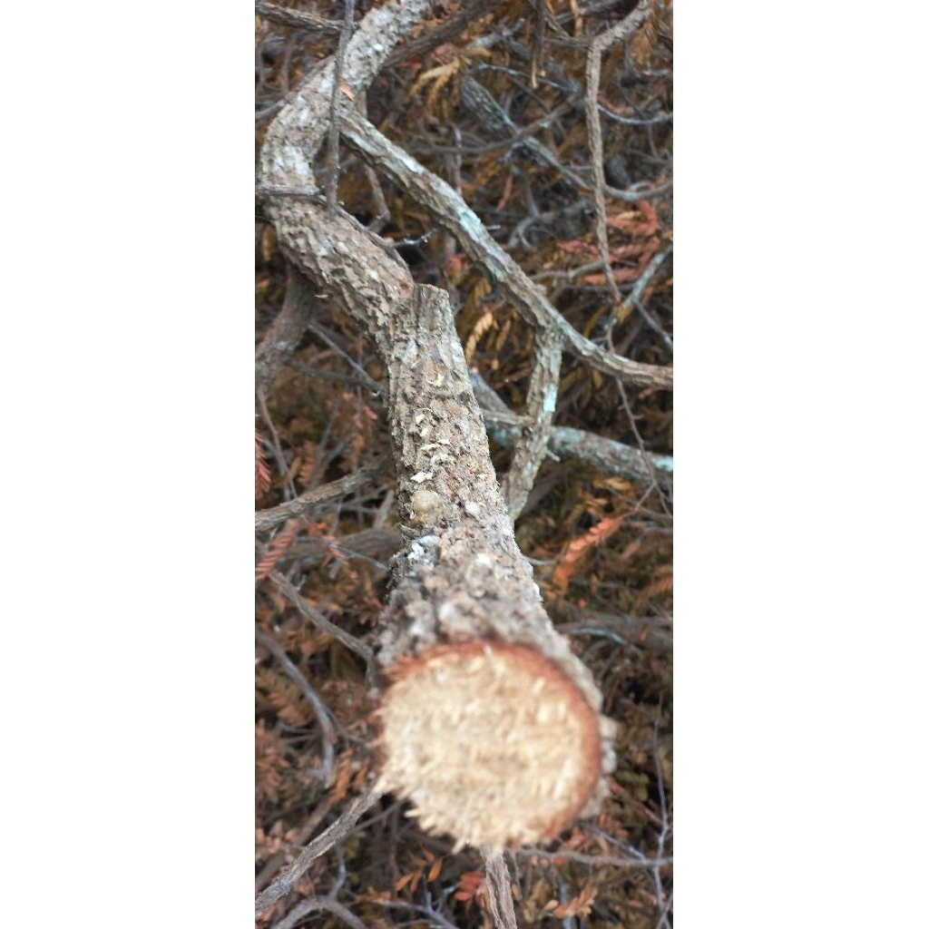 tangkringan burung/kayu asam jawa/kayu asem/tangkringan burung