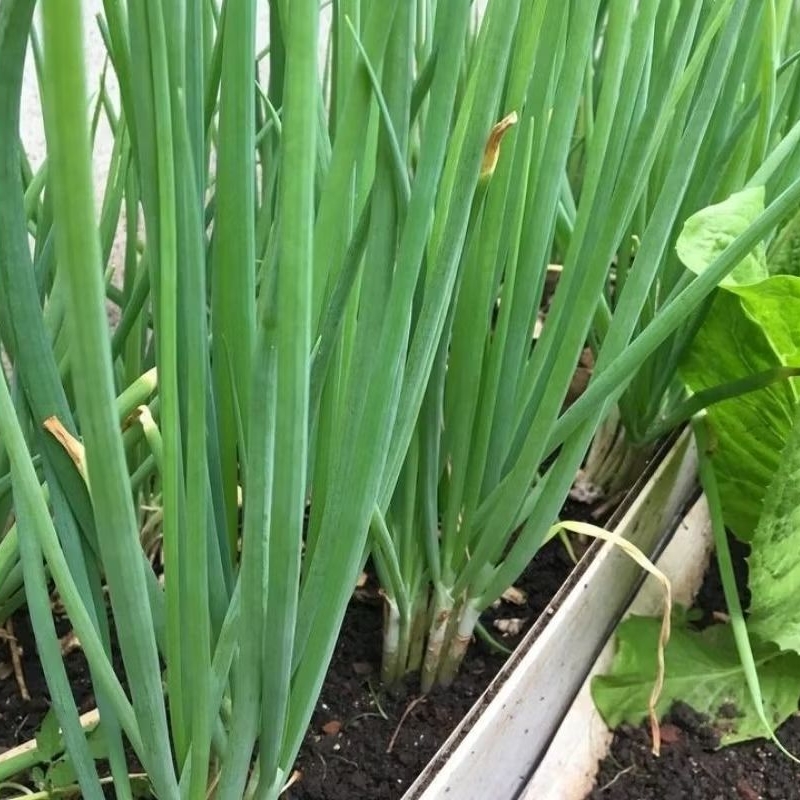 

daun bawang sayur segar siap kirim berat 250 gram