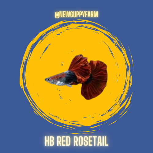 HIASAN AQUARIUM IKAN  GUPPY HB RED ROSETAIL
