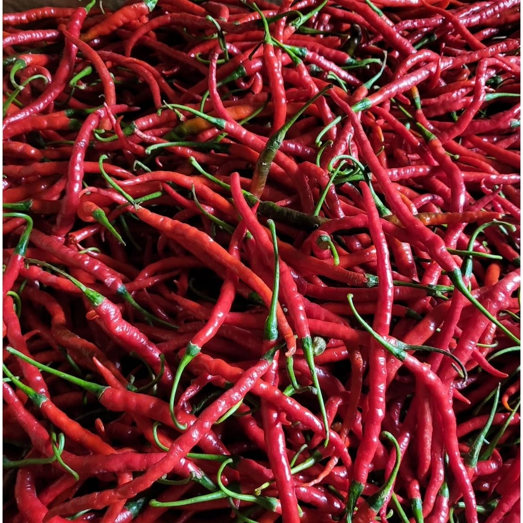 

Cabai merah keriting fress langsung dari petani