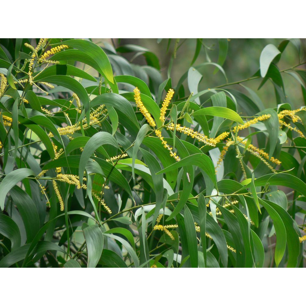 

daun akasia auri (Acacia auriculiformis) herbal untuk hipertensi dan ejakulasi dini | murah meriah | herbal tradisional
