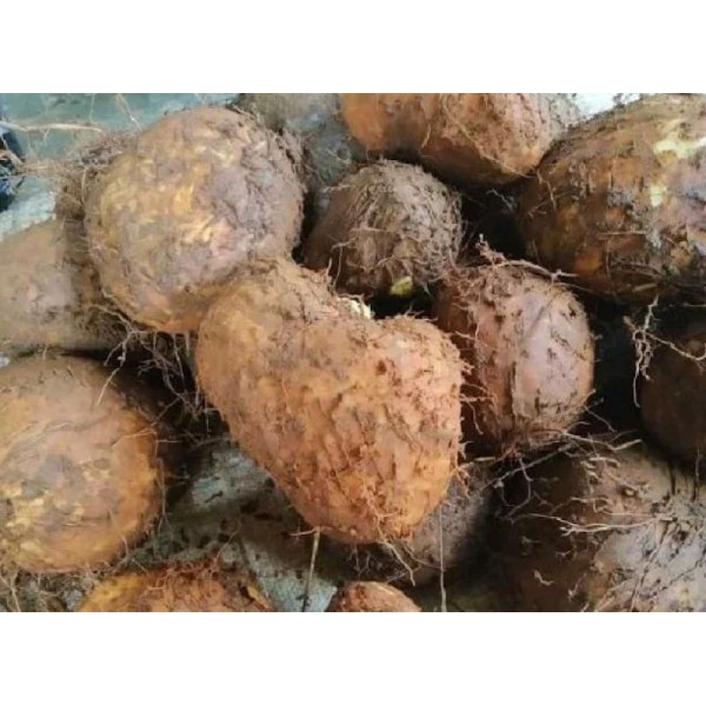 

umbi gadung untuk pestisida nabati (500gram) | murah meriah | produk berkualitas