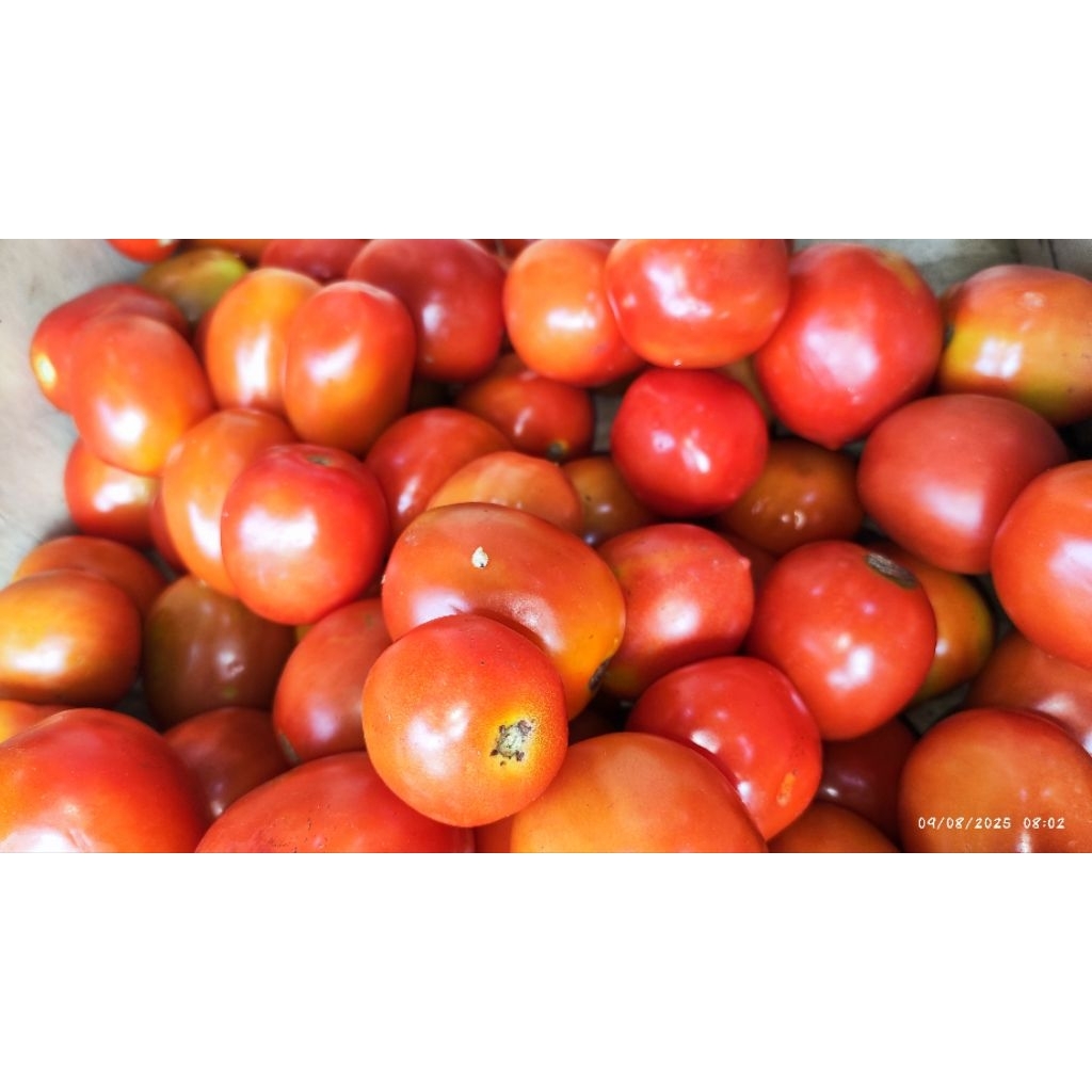 

TOMAT MERAH 500GR