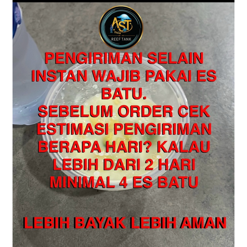 

Packing ES BATU KUSUS PACKING CORAL / IKAN