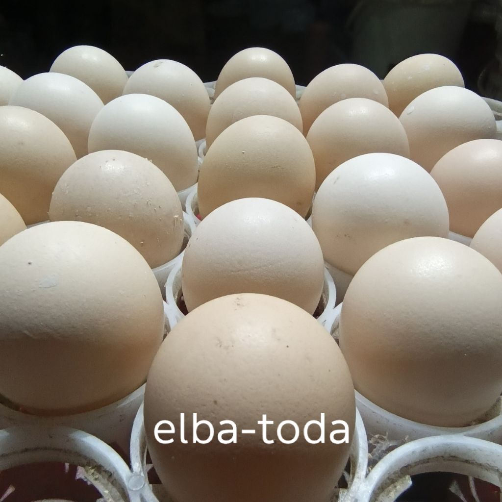 

telur tetas fertil ayam elba organik