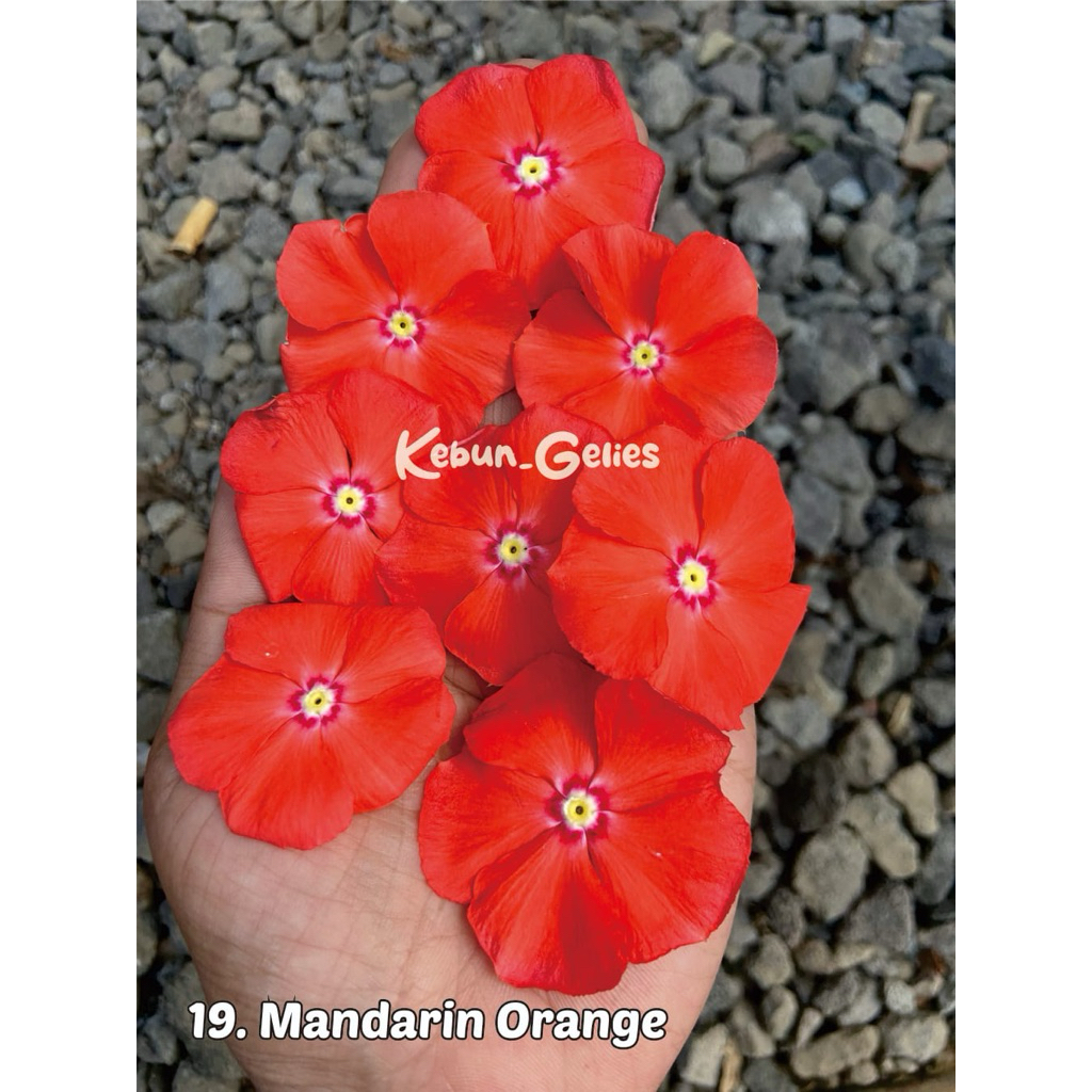 benih vinca id mandarin orange