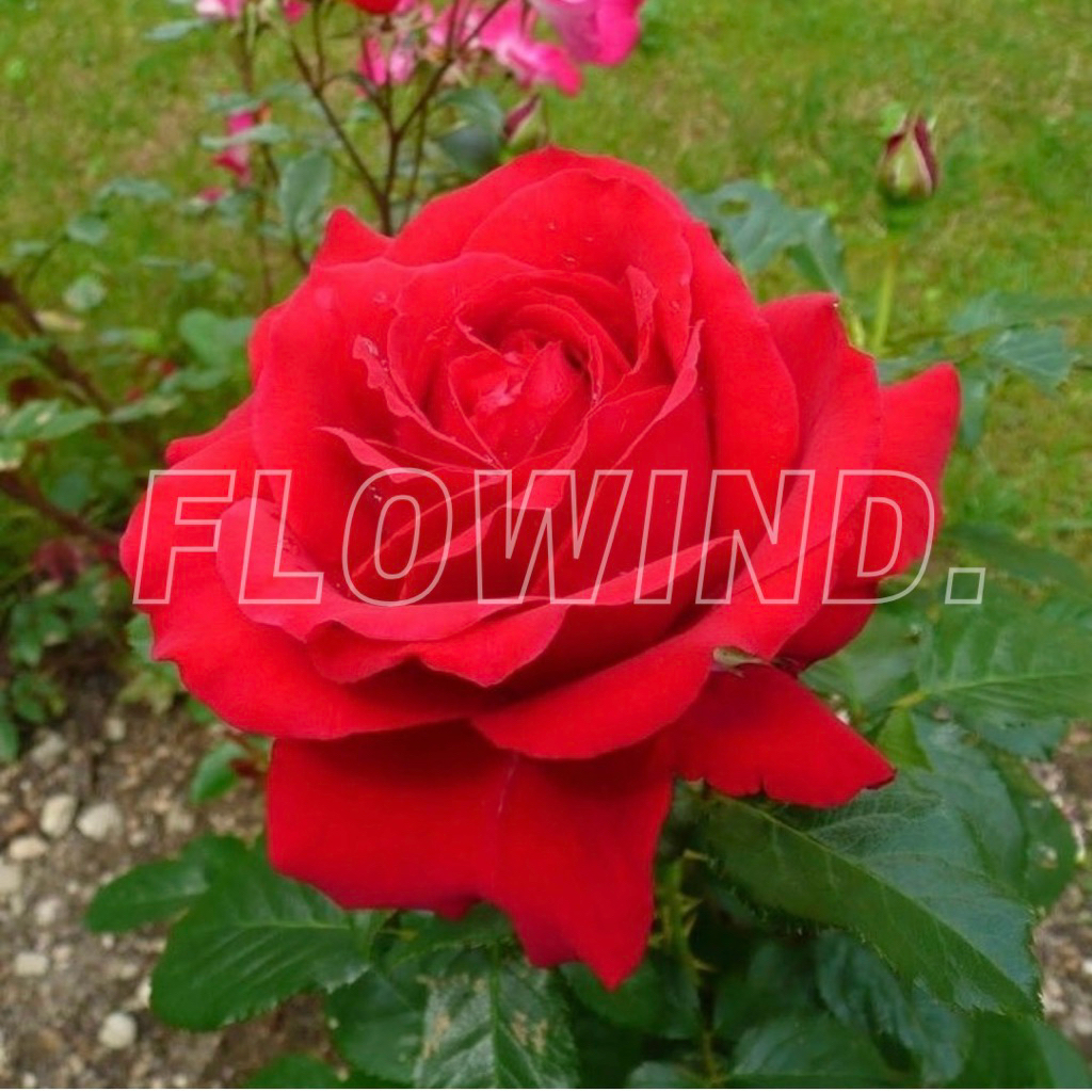 Tanaman INDUK bukan bibit Mawar Holland Import Red Luna Berbunga Jumbo wangi harum