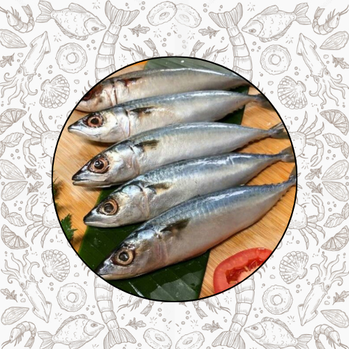 

IKAN SALEM FRESH FROZEN QUALITY PREMIUM