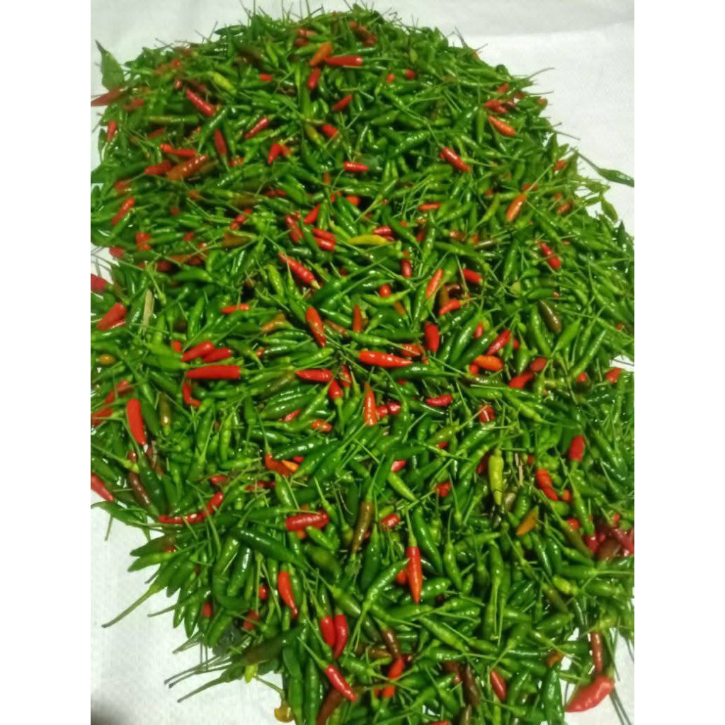 

cabai Rawit asli lampung,fresh lebih pedas super