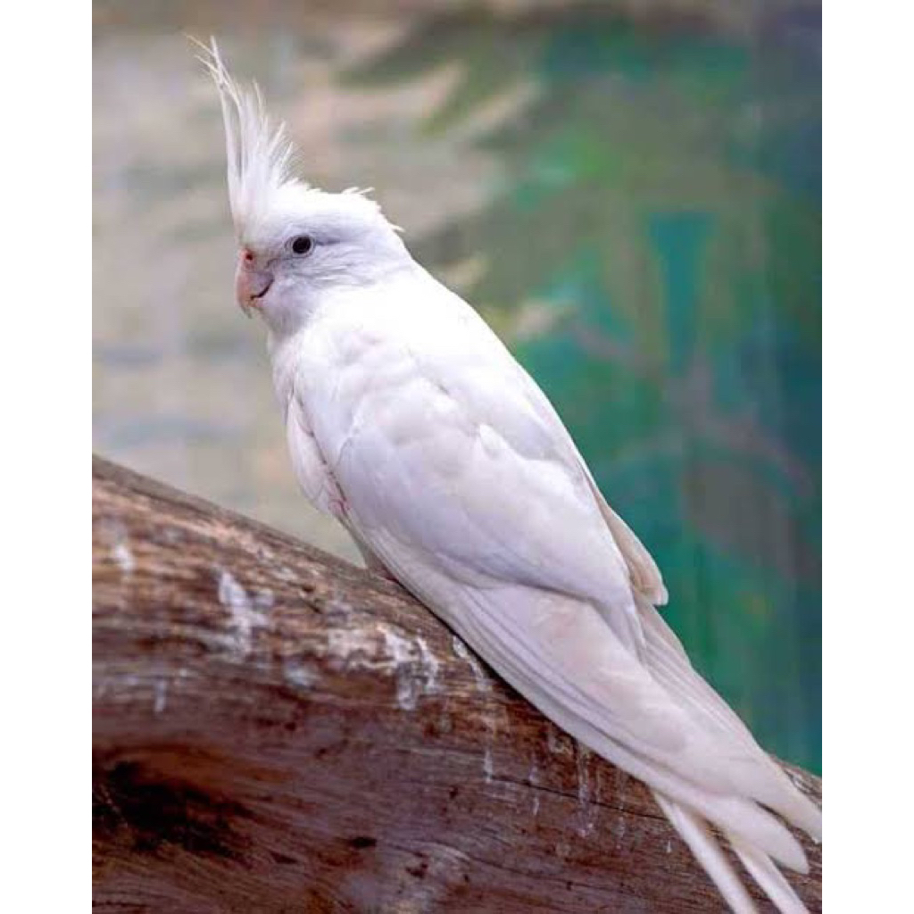 Burung Cockatiel Falk Parkit Australia Warna Albino Mata Merah pilihan