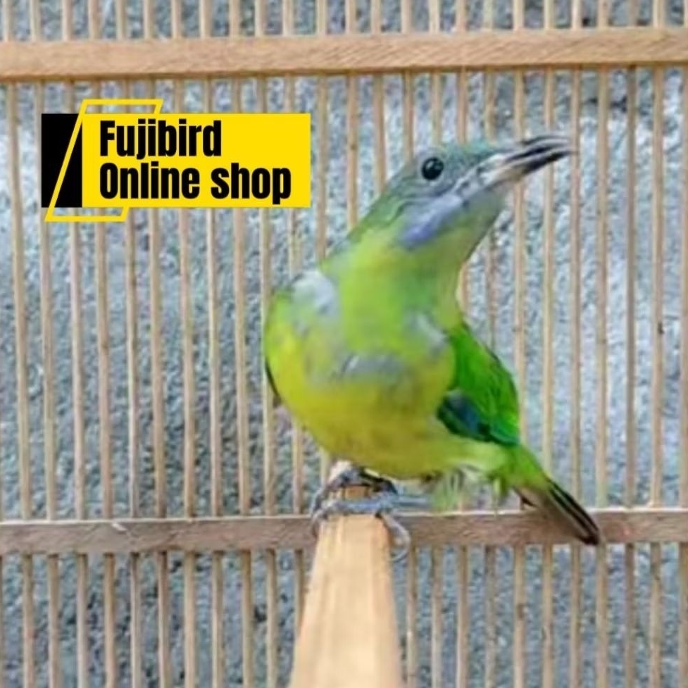 CUCAK CUNGKOK BETINA MASTERAN