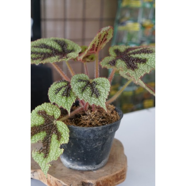 Begonia Tapak Macan