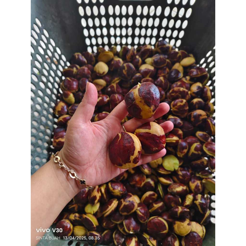 

jengkol tua super jengkol tua sedang asli dari tasikmalaya